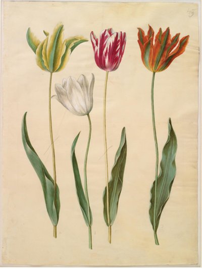 Tulipa gesneriana (ter-tulipan) de Hans Simon Holtzbecker