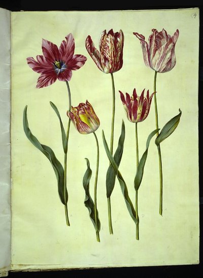 Tulipa gesneriana (ter-tulipan) de Hans Simon Holtzbecker