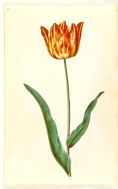 Tulipa gesneriana (ter-tulipan) de Hans Simon Holtzbecker