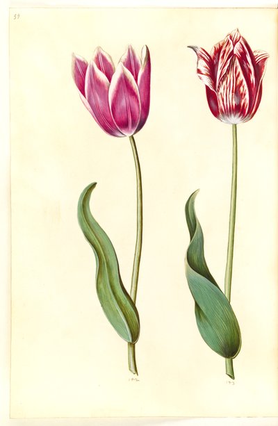 Tulipa gesneriana (ter-tulipan) de Hans Simon Holtzbecker