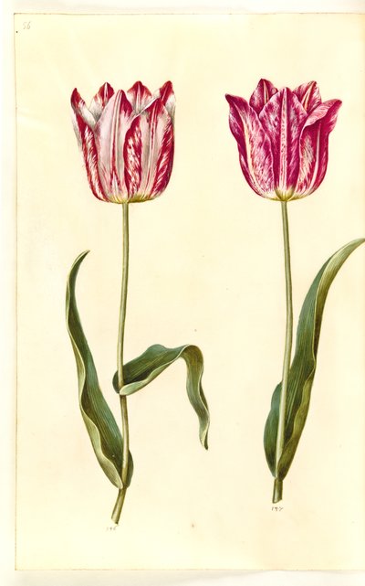 Tulipa gesneriana (ter-tulipan) de Hans Simon Holtzbecker