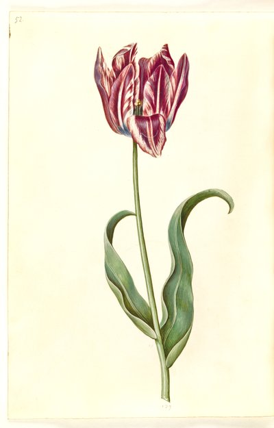 Tulipa gesneriana (ter-tulipan) de Hans Simon Holtzbecker