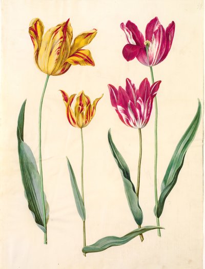 Tulipa gesneriana (ter-tulipan) de Hans Simon Holtzbecker