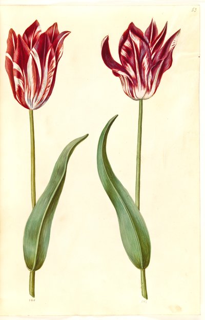 Tulipa gesneriana (ter-tulipan) de Hans Simon Holtzbecker