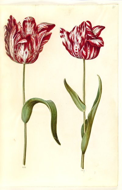 Tulipa gesneriana (ter-tulipan) de Hans Simon Holtzbecker