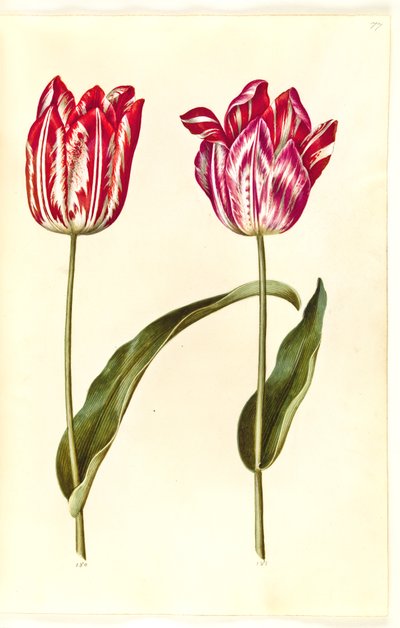 Tulipa gesneriana (ter-tulipã) de Hans Simon Holtzbecker