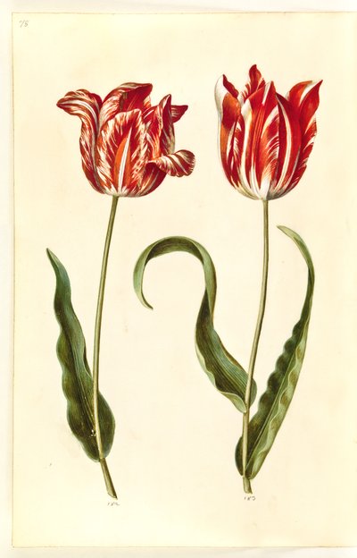 Tulipa gesneriana (ter-tulipan) de Hans Simon Holtzbecker