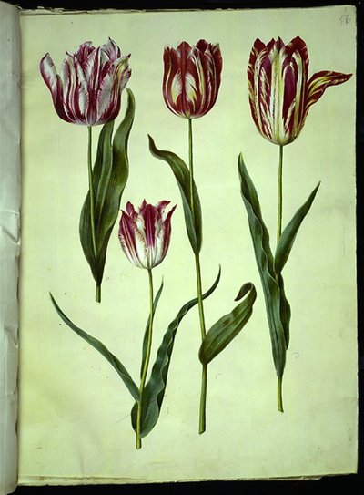 Tulipa gesneriana (ter-tulipan) de Hans Simon Holtzbecker