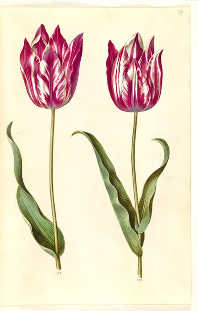Tulipa gesneriana (ter-tulipan) de Hans Simon Holtzbecker