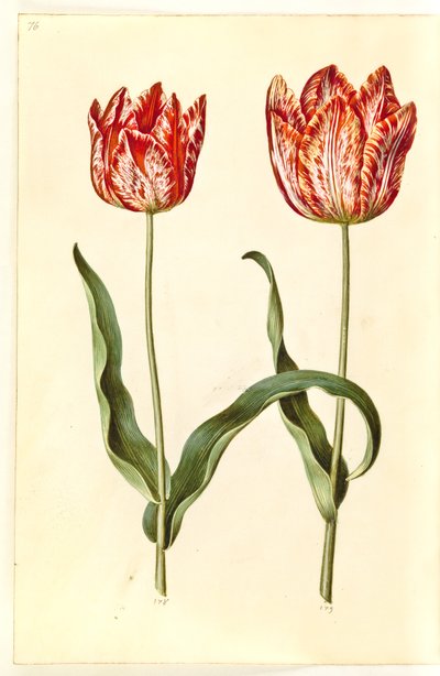 Tulipa gesneriana (ter-tulipan) de Hans Simon Holtzbecker