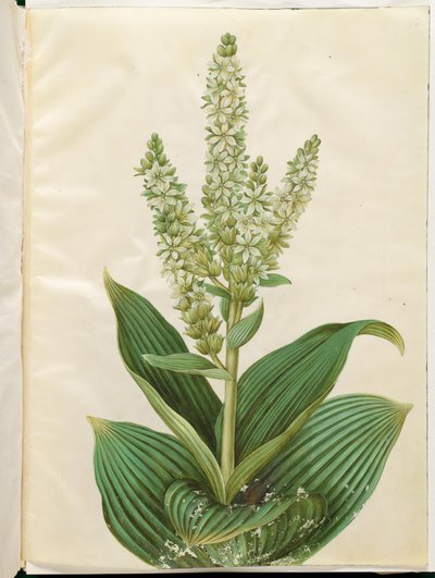 Álbum Veratrum (folha branca dobrável) de Hans Simon Holtzbecker