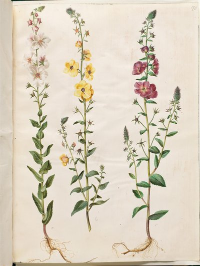 Verbascum blattaria (klase-kongelys); fenício verbascum (roxo-congelys) de Hans Simon Holtzbecker