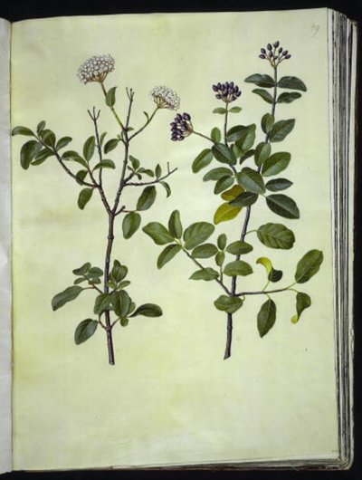 Viburnum tinus (bola de neve de inverno) de Hans Simon Holtzbecker