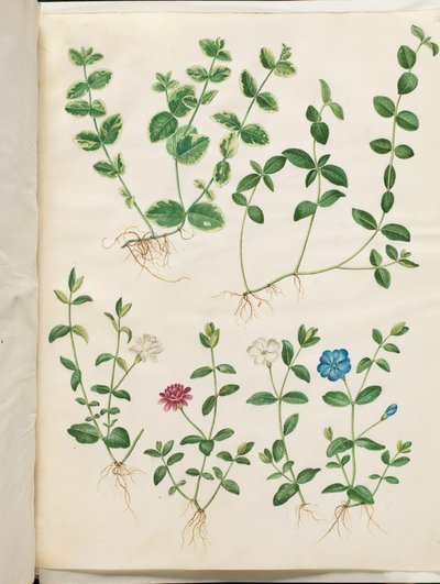 Vinca minor (pequena sempre-viva) de Hans Simon Holtzbecker