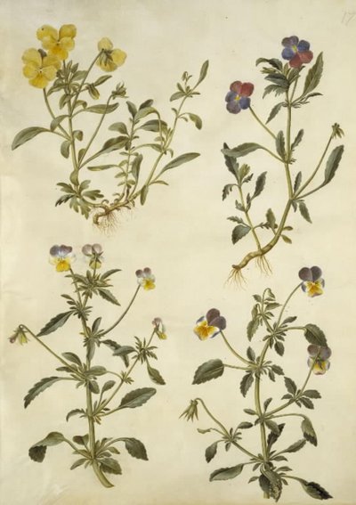 Viola cornuta (chifre violeta); Viola tricolor (amor-perfeito comum) de Hans Simon Holtzbecker