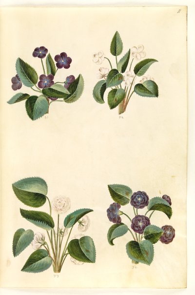 Viola odorata (marts-viol) de Hans Simon Holtzbecker