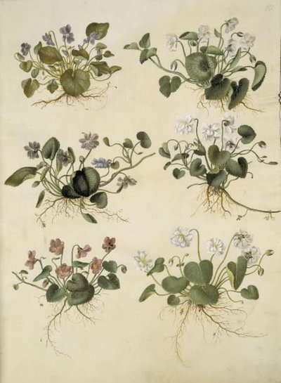 Viola odorata (marts-viol) de Hans Simon Holtzbecker