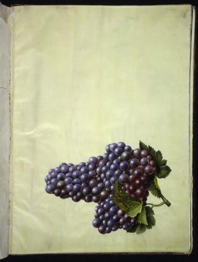 Vitis vinifera (vinho comum) de Hans Simon Holtzbecker