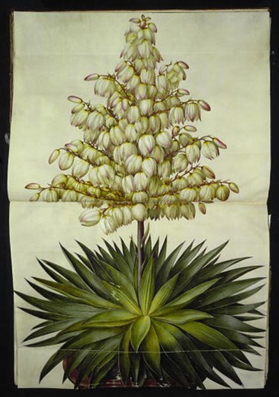 Yucca gloriosa (lírio de palmeira esplendor) de Hans Simon Holtzbecker