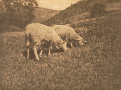 Trabalho de Câmera: Ovelha de Hans Watzek