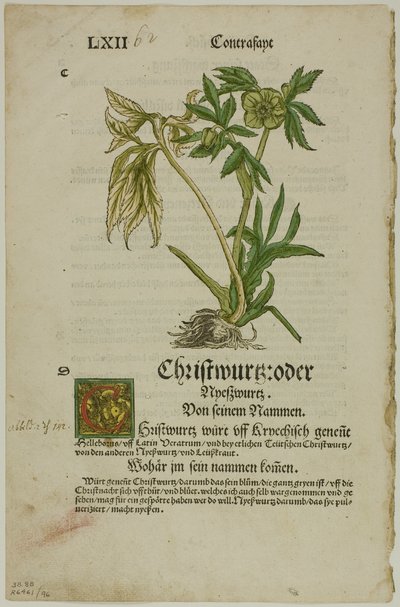 Christwurz (Hellebore) de Herbarium (Kräuterbuch), placa 96 de Xilogravuras de livros do século XVI de Hans Weiditz, II