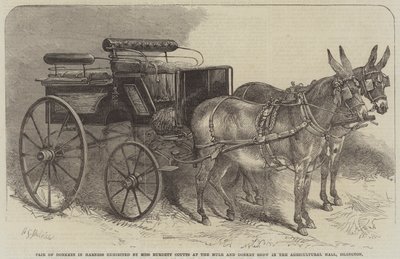 Par, de, burros, em, arnês, exibido, por, senhorita, Burdett, coutts, em, a, mula, e, burro, mostrar, em, a, corredor agrícola, Islington de Harden Sidney Melville