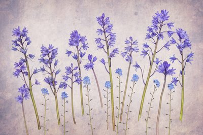 Jardim Vintage de Campânulas de Hardik Pandya