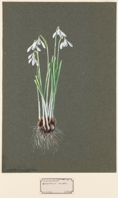 Em Cartago Nivalis. Snowdrop, C5-2. de Harold Drinkwater
