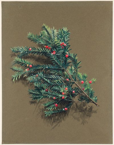 Taxus baccata L. Yew, c1903-1915. de Harold Drinkwater