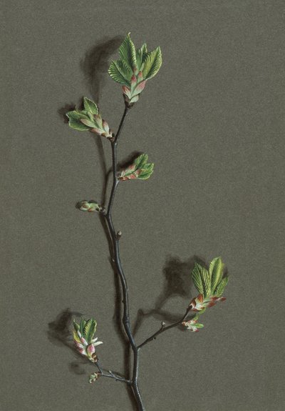 Ulmus glabra Huds Wych Elm, c1870-1920. de Harold Drinkwater