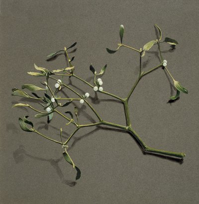 Veronica álbum L Mistletoe, c1870-1920. de Harold Drinkwater