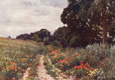 Papoilas (litografia a cores) de Harold Sutton Palmer