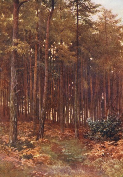 As profundezas de um bosque de abetos, Ripley (litografia a cores) de Harold Sutton Palmer
