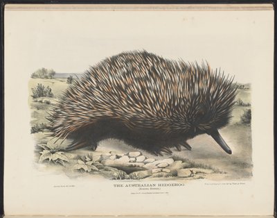 Mamíferos da Austrália (Krefft) Nla.obj-33627803-15 O ouriço australiano de Harriet Morgan