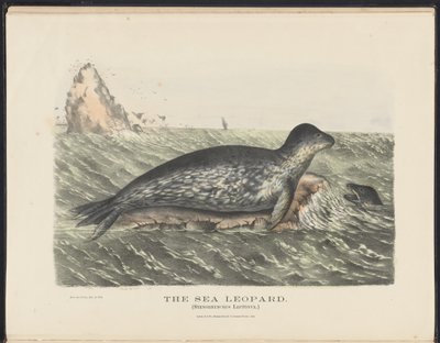 Mamíferos da Austrália (Krefft) Nla.obj-33627803-5 O leopardo do mar de Harriet Morgan