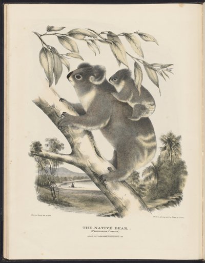 Mamíferos da Austrália (Krefft) Nla.obj-33627803-7 O urso nativo de Harriet Morgan