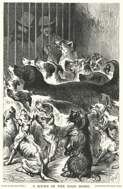Uma cena na casa dos cães de Harrison William Weir