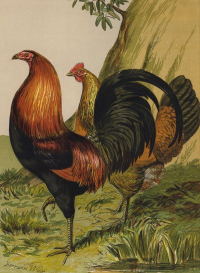 Black-Breasted Red Game (chromolitho) de Harrison William Weir