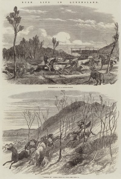 Vida de Bush em Queensland de Harrison William Weir