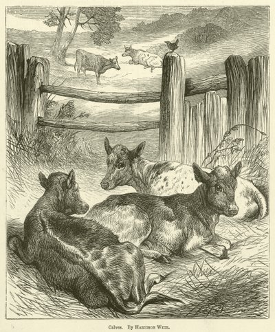 Bezerros de Harrison William Weir
