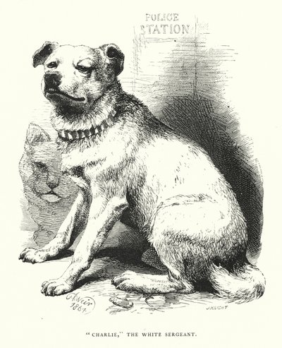 "Charlie", o sargento branco (gravura) de Harrison William Weir