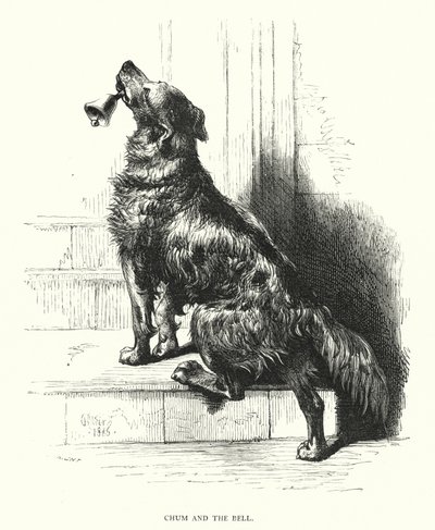 Chum and the bell (gravura) de Harrison William Weir