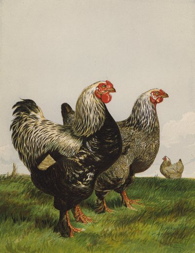 Brahmas Escuros (chromolitho) de Harrison William Weir