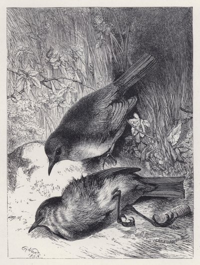 Morte do companheiro de Robin (gravura) de Harrison William Weir