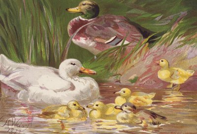 Patos e patinhos (litografia a cores) de Harrison William Weir