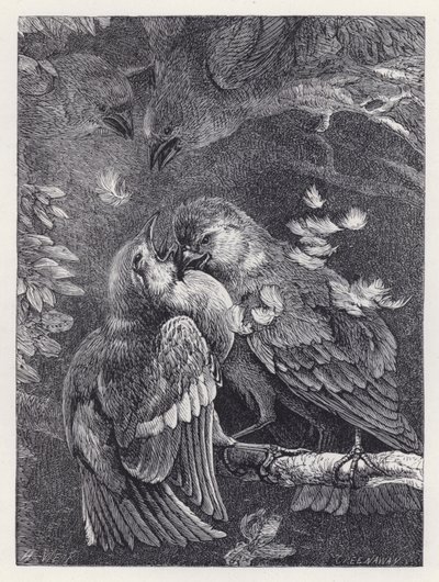 Luta entre um Tentilhão e um Pardal (gravura) de Harrison William Weir