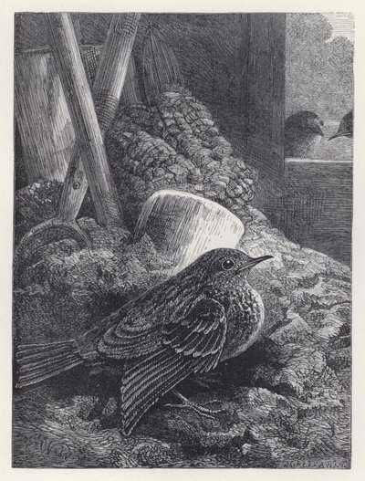 Little Robin Safely Housed (gravura) de Harrison William Weir