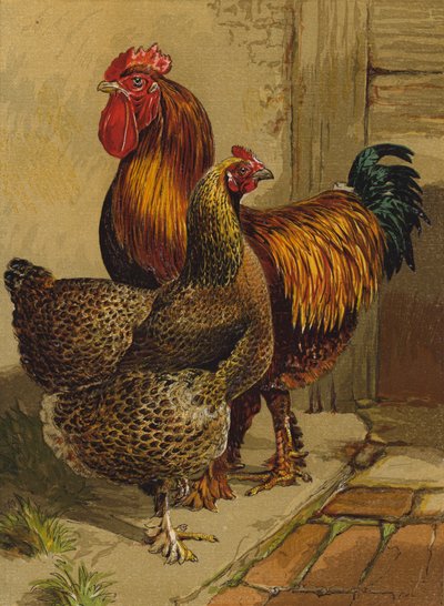 Perdiz Cochins (chromolitho) de Harrison William Weir