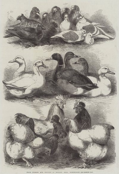 Prêmio Pombos e Aves no Bingley Hall, Birmingham de Harrison William Weir