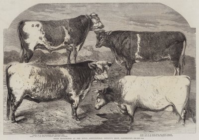 Prêmio Shorthorns no show da Royal Agricultural Society, Canterbury de Harrison William Weir